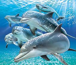 Dibujos de delfines. Dibujos infantiles para colorear de delfines Dibujos de delfines. Dibujos infantiles para colorear de delfines