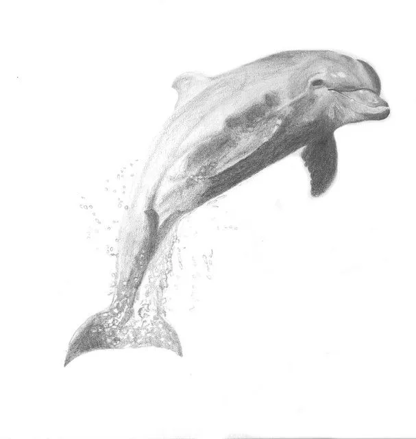 Dibujos de delfines hechos a lapiz - Imagui