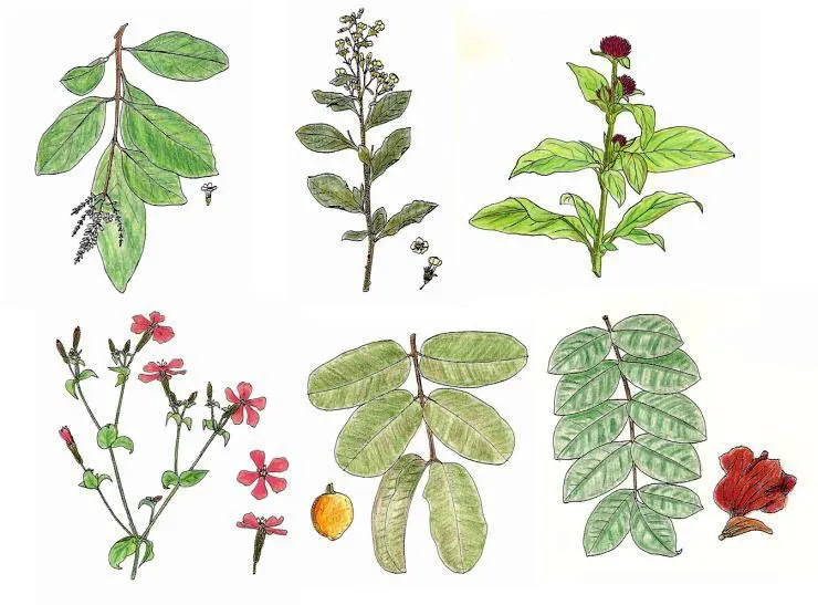 Dibujo de plantas medicinales - Imagui