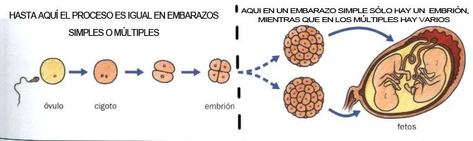 Desarrollo del embrion dibujos - Imagui
