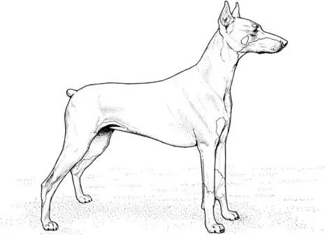 Dibujos a lapiz de perros doberman - Imagui