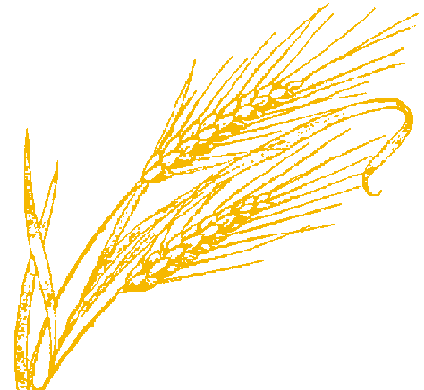 Dibujo de espiga de trigo - Imagui