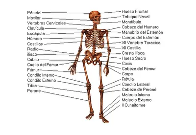 Dibujos del esqueleto humano y sus partes - Imagui