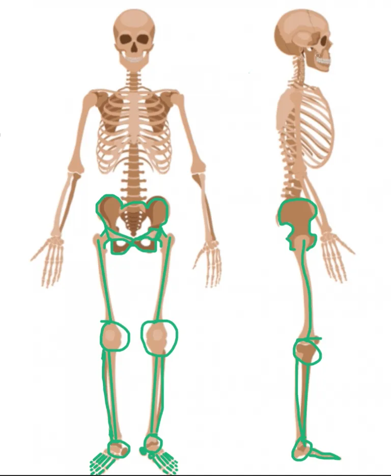 Cómo hacer dibujos de esqueletos? | ArteEscuela.com