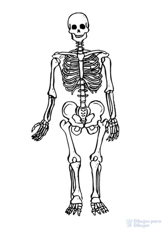 ᐈ Dibujos de Esqueletos【+900】Lo mejor para Halloween – Dibujos Para Dibujar