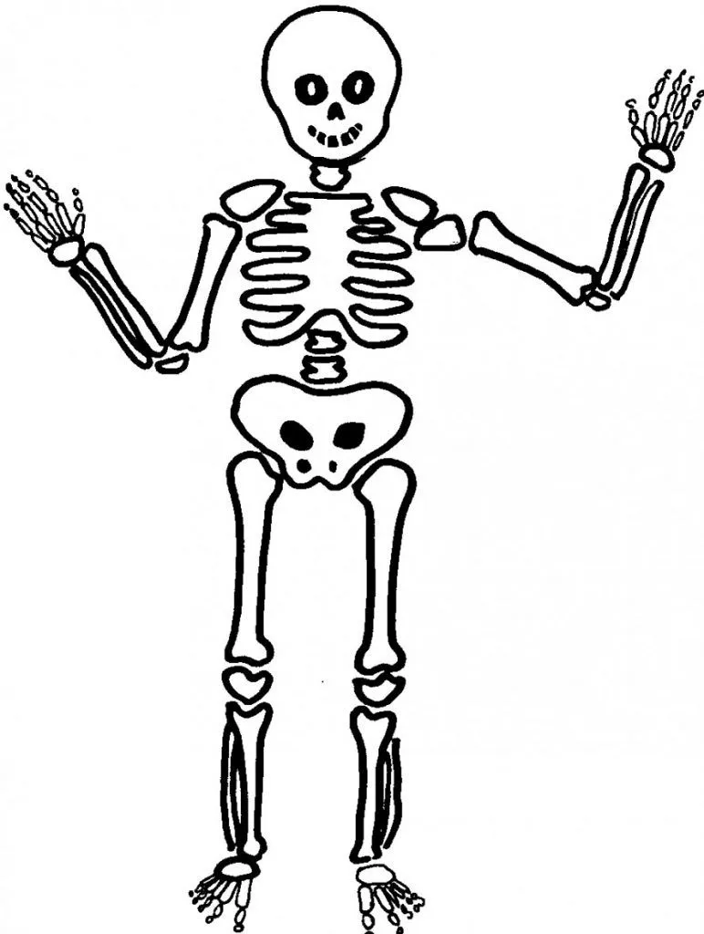 ᐈ Dibujos de Esqueletos【+Guia】Dibujar un Esqueleto Humano