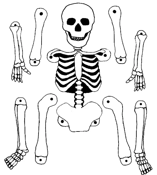 ᐈ Dibujos de Esqueletos【+Guia】Dibujar un Esqueleto Humano