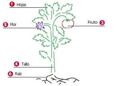 Dibujos para explicar las partes de una planta - Imagui