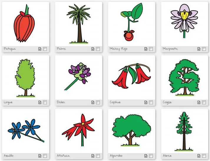 Dibujos de la flora chilena, color y para colorear | conozcamos chile