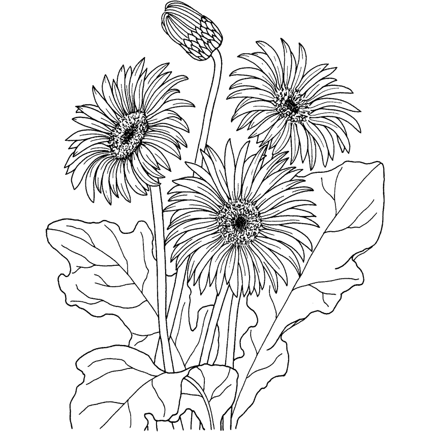Dibujos de flores para pintar en tela - Imagui Dibujos de flores para pintar en tela - Imagui
