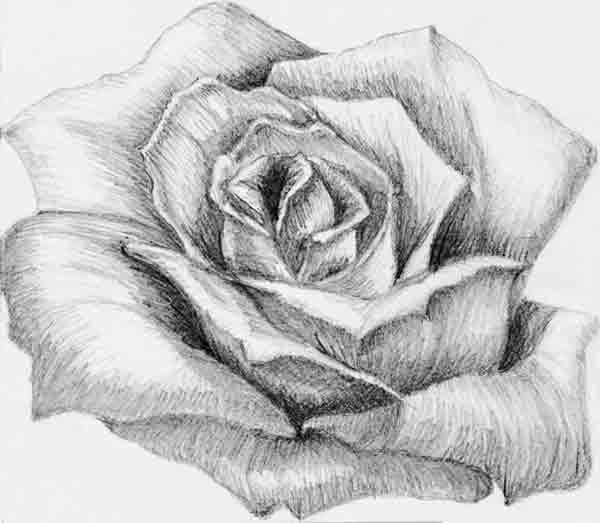 17 mejores ideas sobre Flores A Lapiz en Pinterest | Rose art ...