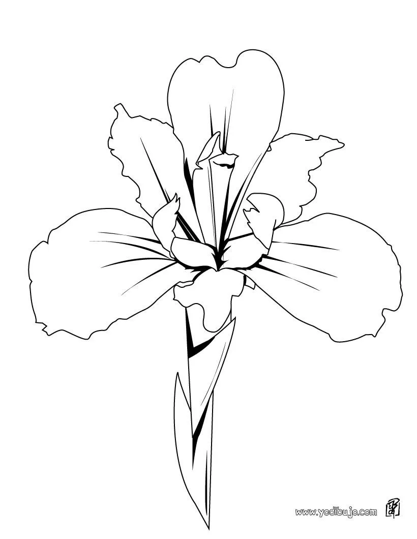 Dibujos de FLORES para pintar, una orquidea para imprimir