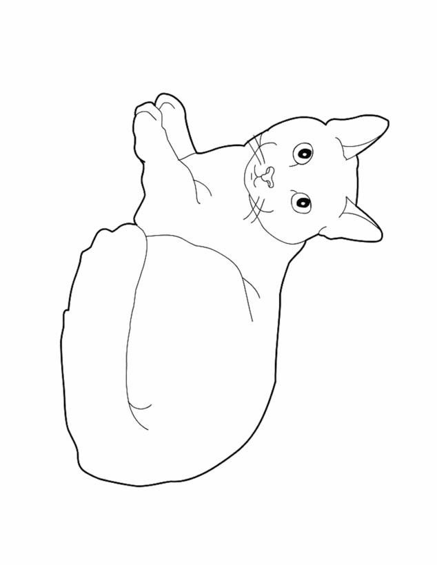 Dibujos GATOS para colorear, Cachorro Gato Angora Turco para imprimir Dibujos GATOS para colorear, Cachorro Gato Angora Turco para imprimir