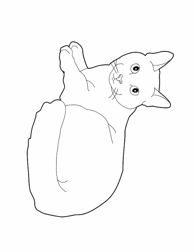 Dibujo para colorear cachorro gato Cartujo Pintar GATOS CARTUJOS