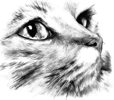 Dibujos de gatos: dibujo a lápiz de un gato soñador | Gatosblog