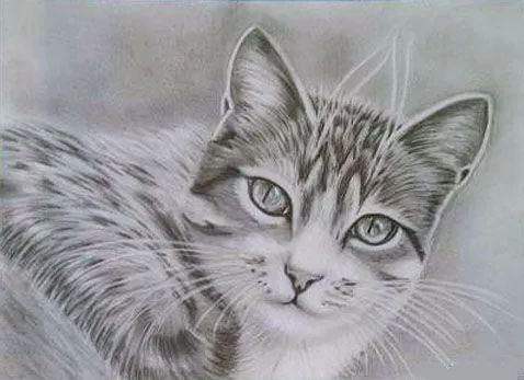Gatito dibujo a lapiz - Imagui