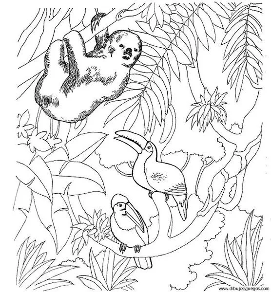 Dibujode la selva paracolorear - Imagui