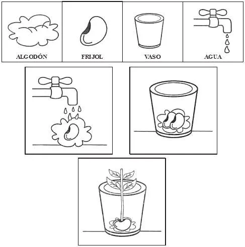 Dibujos de la germinacion de una planta para colorear - Imagui