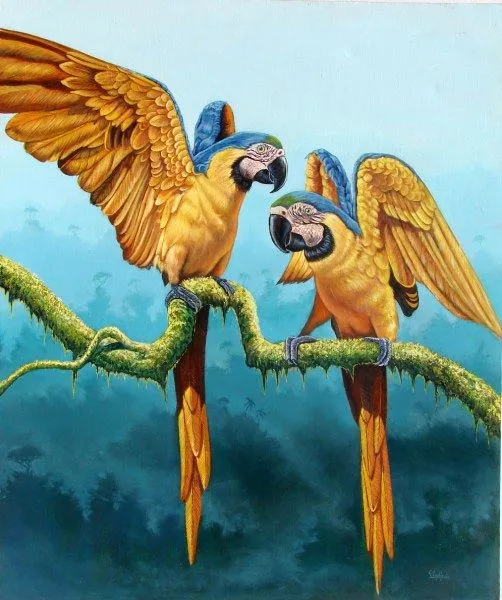 Dibujos de guacamayas para pintar en óleo - Imagui Dibujos de guacamayas para pintar en óleo - Imagui