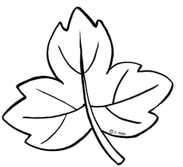 Dibujos de hojas de otoño - Imagui
