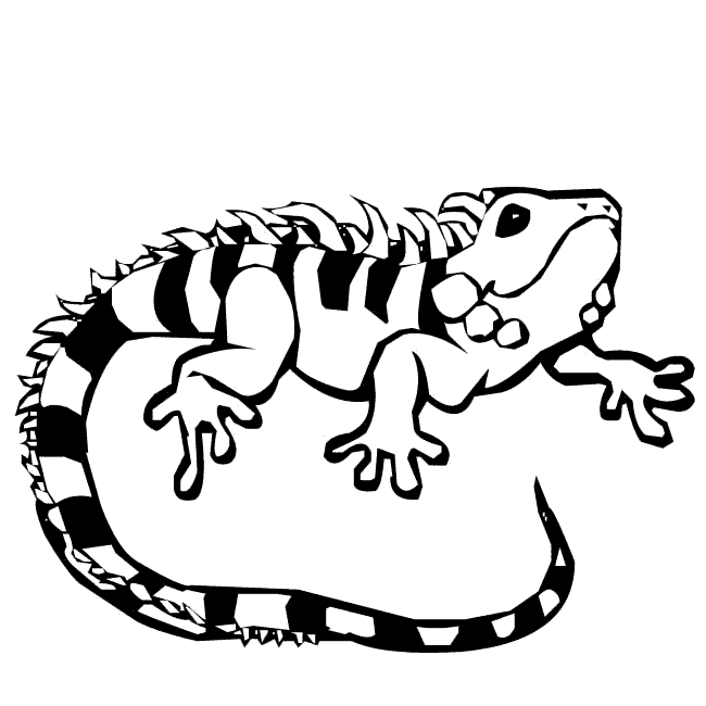 Dibujos de iguanas. Dibujos para colorear de iguanas