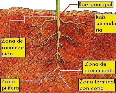 DIBUJOS IMAGENES BIOLOGIA SISTEMA APARATO: DIBUJOS DE LA RAIZ ... DIBUJOS IMAGENES BIOLOGIA SISTEMA APARATO: DIBUJOS DE LA RAIZ ...