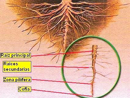 DIBUJOS IMAGENES BIOLOGIA SISTEMA APARATO: DIBUJOS DE LA RAIZ ... DIBUJOS IMAGENES BIOLOGIA SISTEMA APARATO: DIBUJOS DE LA RAIZ ...