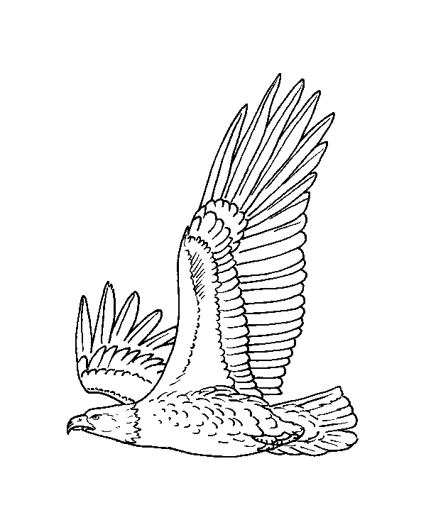 Dibujos infantiles para colorear de águilas.
