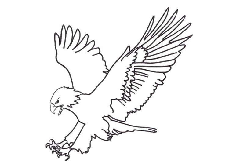 Dibujos infantiles para colorear de águilas.