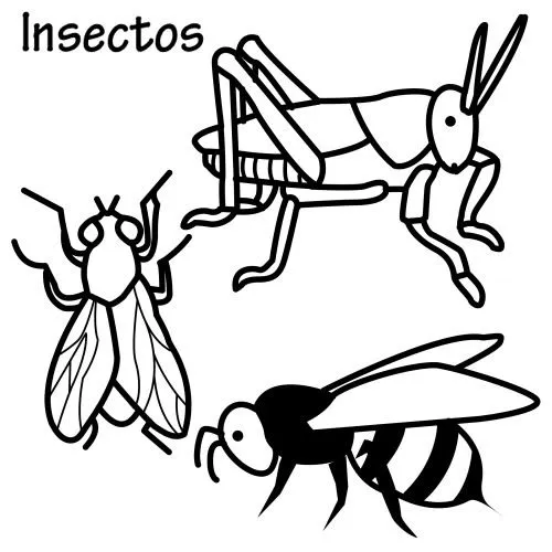 Insectos para colorear con nombres - Imagui