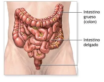 Dibujos del intestino grueso y delgado - Imagui
