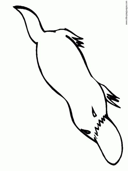 Dibujos ornitorrinco para colorear - Imagui