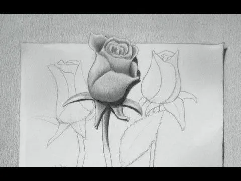 Rosas dibujadas a lapicero - Imagui