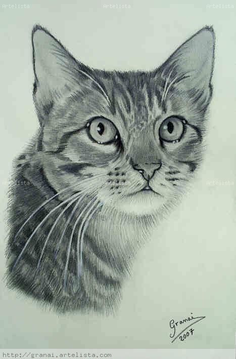 Gatos dibujos a lapiz - Imagui | Dibujo | Pinterest | Gatos ...