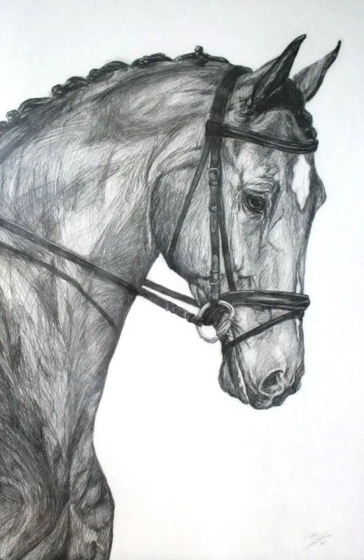 Dibujos a lapiz de caballos corriendo - Imagui