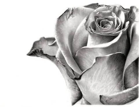 Dibujos en 3D a lapiz de rosas - Imagui