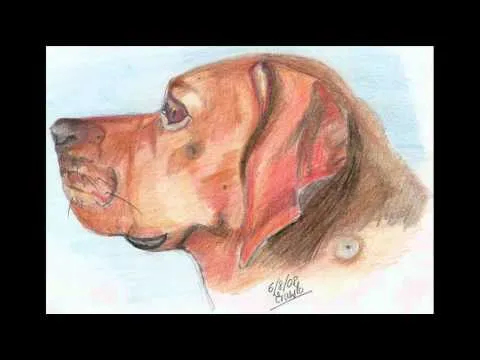 Dibujos a lapiz-perros y gatos Ernesto.wmv - YouTube