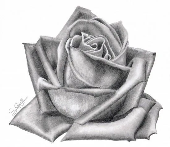 dibujos a lapiz de rosas faciles - Buscar con Google | flores ... dibujos a lapiz de rosas faciles - Buscar con Google | flores ...