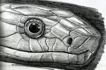 Dibujos a lapiz de serpientes - Imagui