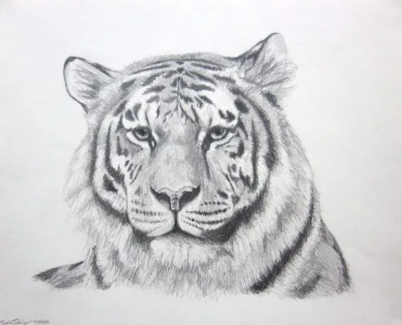 dibujos a lapiz de tigres - Buscar con Google | Drawings ...
