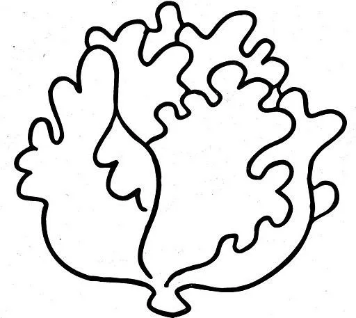 DIBUJOS DE LECHUGAS PARA COLOREAR | Dibujos para colorear DIBUJOS DE LECHUGAS PARA COLOREAR | Dibujos para colorear