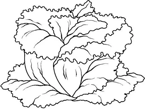 Lettuce Black And White Rf Clipart - Free Clip Art Images