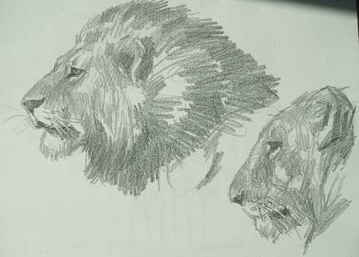 Dibujos a lapiz de leones rugiendo - Imagui