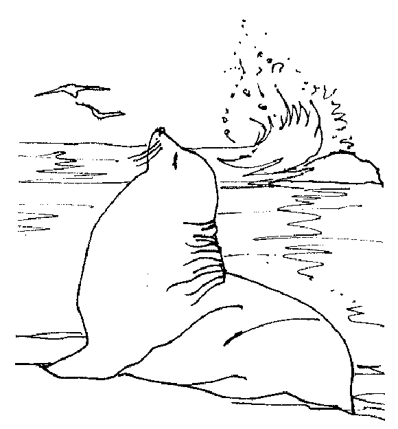 Dibujos de leones marinos » LEONMARINOPEDIA