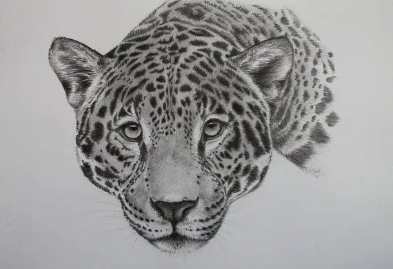 Dibujos de leopardos con lápiz especial - Imagui