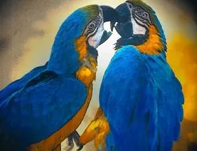Dibujos de loros. Dibujos infantiles para colorear de loros Dibujos de loros. Dibujos infantiles para colorear de loros