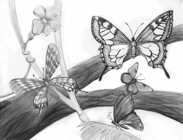 Dibujos a carboncillo de mariposas - Imagui
