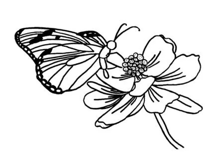 Dibujos de mariposas » MARIPOSAPEDIA