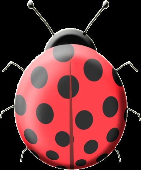 Una mariquita. A ladybug. | DIBUJOS DIBUJOS