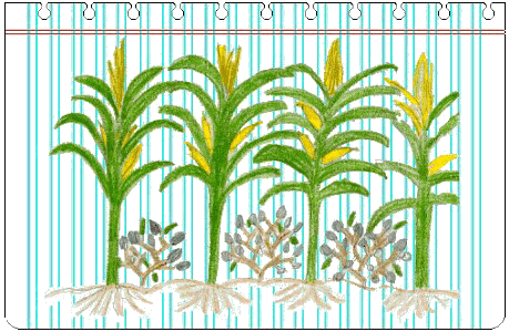 Características y aplicaciones de las plantas Características y aplicaciones de las plantas